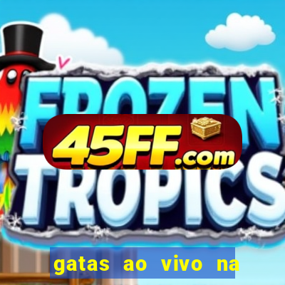 gatas ao vivo na web cam